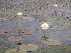 Nymphaea carpentariae