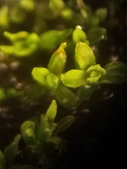 Tortula abruptinervis