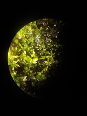 Tortula abruptinervis