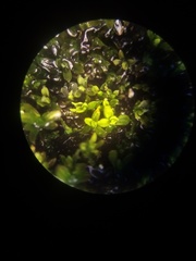 Tortula abruptinervis