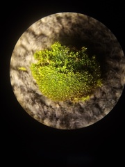 Tortula abruptinervis