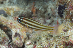 Ostorhinchus angustatus