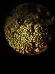 Tortula abruptinervis