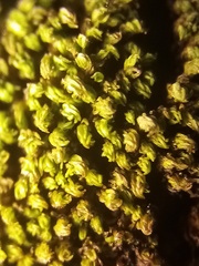 Tortula abruptinervis