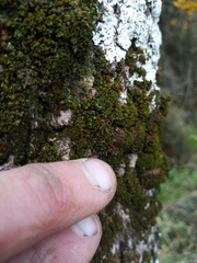 Tortula abruptinervis