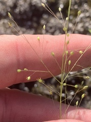 Panicum philadelphicum