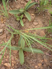 Pygmaeothamnus