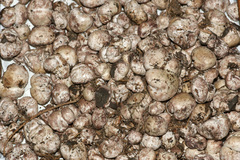 Hysterangium separabile