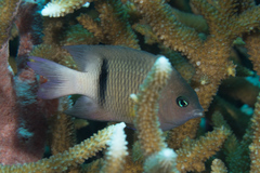 Plectroglyphidodon dickii