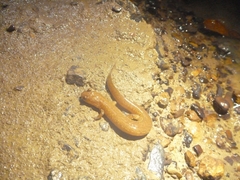 Gyrinophilus porphyriticus