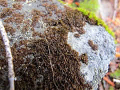 Andreaea alpestris
