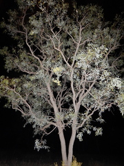 Acacia hemignosta