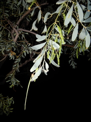 Acacia hemignosta