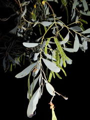 Acacia hemignosta