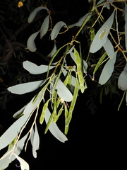 Acacia hemignosta