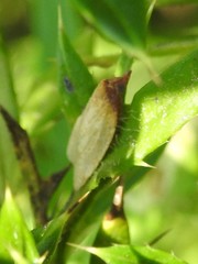 Sparganothis distincta