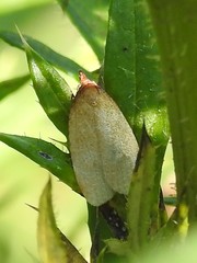 Sparganothis distincta