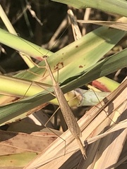 Bistanta mexicana