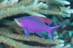 Mirolabrichthys tuka