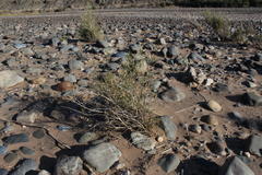 Gymnosporia linearis lanceolata