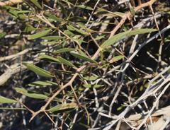 Gymnosporia linearis lanceolata