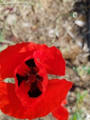 Papaver