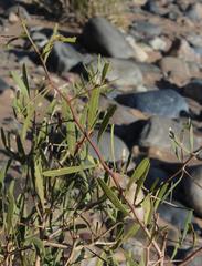 Gymnosporia linearis lanceolata