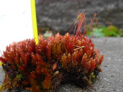 Imbribryum muehlenbeckii