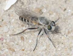 Laphystia