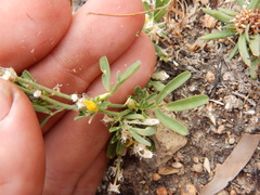 Crotalaria medicaginea