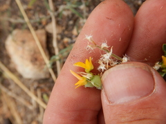 Crotalaria medicaginea