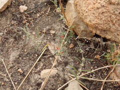 Indigofera linifolia