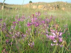 Cleome maculata