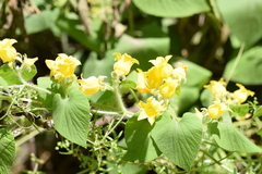 Doubtful Thladiantha (Thladiantha dubia)