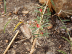 Indigofera linifolia