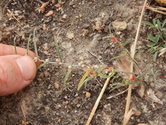Indigofera linifolia