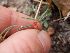 Indigofera linifolia