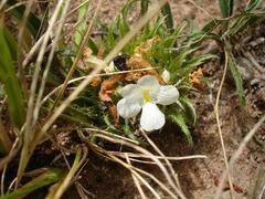 Crabbea angustifolia