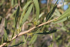 Gymnosporia linearis lanceolata