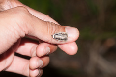 Sympistis badistriga