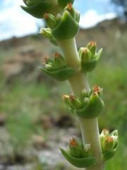 Crassula capitella nodulosa