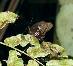 Parides neophilus