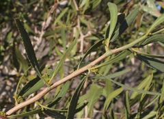 Gymnosporia linearis lanceolata