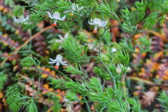 Asparagus declinatus