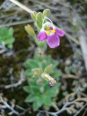 Craterostigma wilmsii