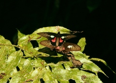 Parides neophilus