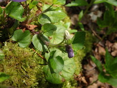 Rostratae