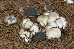 Hysterangium separabile