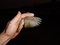 Conopophila rufogularis