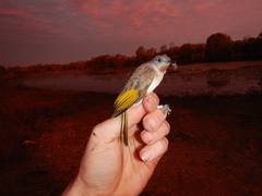 Conopophila rufogularis